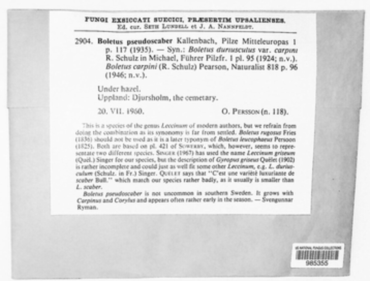 Leccinellum image